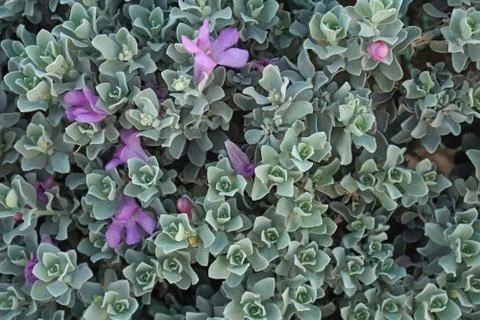 Blue leaf pattern Blue Leaf pattern Texture background of backlight fresh blu Stock-Fotos