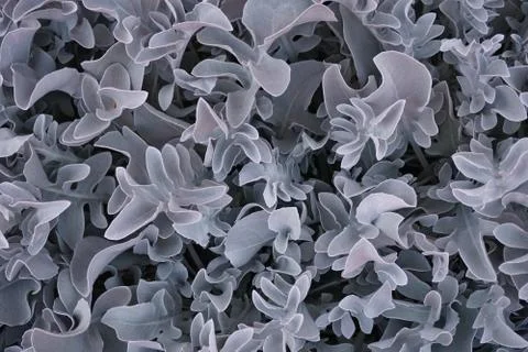 Blue leaf pattern Blue Leaf pattern Texture background of backlight fresh blu Foto stock