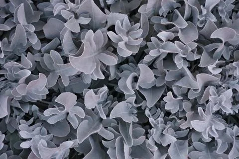 Blue leaf pattern Blue Leaf pattern Texture background of backlight fresh blu Foto stock