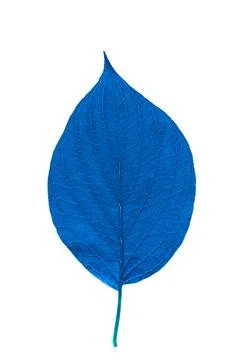 Blue leaf with texture isolated on white Stock Photos