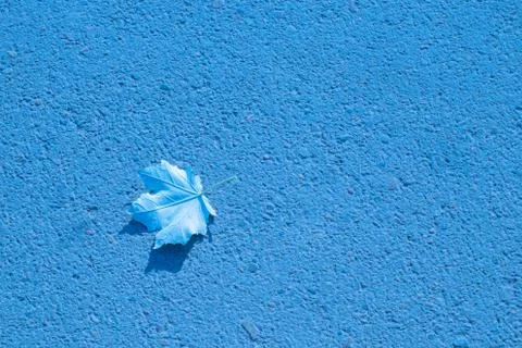 Blue leaf of a tree on a blue textured background, copy space. 스톡 사진