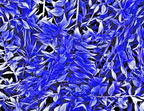 Blue Leafy Tree Leaf Flora Background Stock Photos