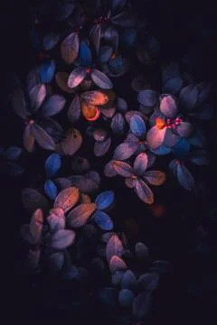 The blue leaves Stock Photos