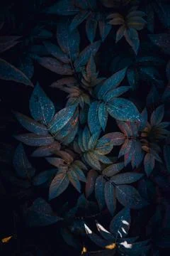 The blue leaves Stock Photos