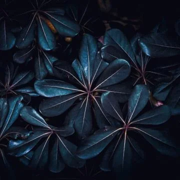 The blue leaves Foto stock