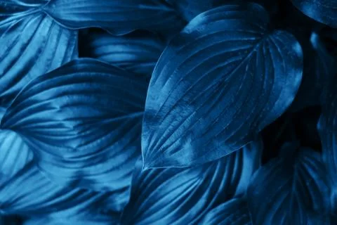 Blue leaves texture Stock Photos