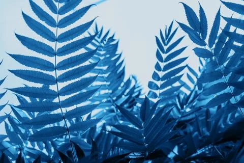 Blue leaves texture Stock Photos