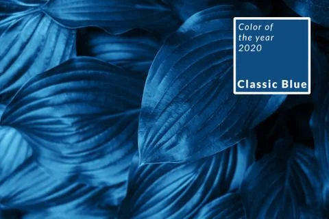 Blue leaves texture Stock Photos