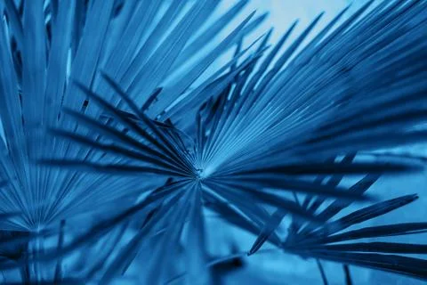 Blue leaves texture Stock Photos