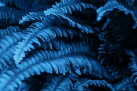 Blue leaves texture Stock Photos