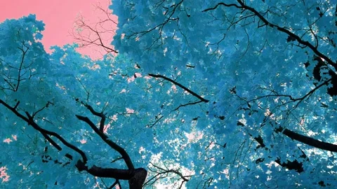Blue leaves of the trees blowing in the wind. Background of the pink sky. Stock Footage 166695970
