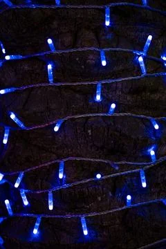 Blue LED String Lights on Tree Bark Stock Photos