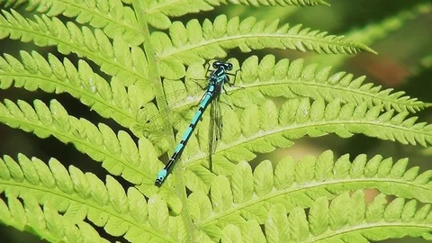 Blue libelle on the varen. Stock Footage 96189409