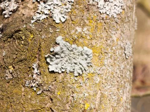 Blue Lichen on the the Side of a Tree Stock Photos