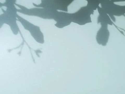 Blue Light Background Abstract Overlay Sun Shadow Leaf White Gradient 스톡 사진