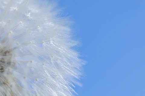 The blue light of the dandelion fluff. Abstract closeup of blue dandelion Stock Photos