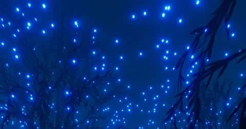 Blue light in the dark forest Stock Footage 248896509