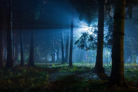 Blue light from lantern in night forest park Foto stock