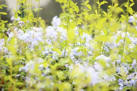 Blue Light Stock Photos