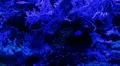Blue light underwater coral reef HD Footage