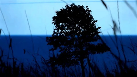 Blue Lightning Strikes in the Sky, view from the Forest Stock Footage 112633014