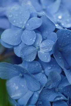 Blue lilac Stock Photos