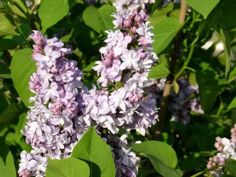 Blue lilac Stock Photos