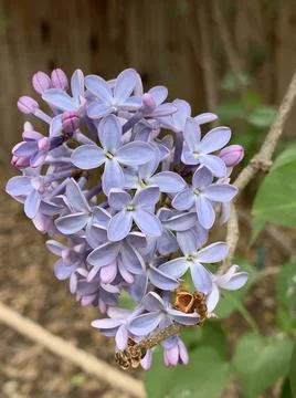 Blue Lilac Stock Photos