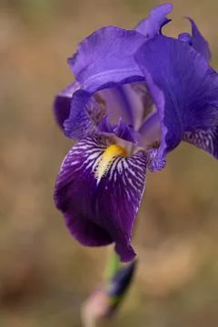 Blue Lily Bloom: Close-Up with Soft Background Blur Foto stock