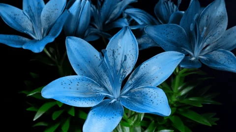 Blue Lily Blooming in Time Lapse on a Leaves and Black Background. Light Blue Video stock 178518404