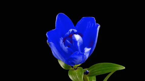 Blue Lily Blooming in Time Lapse on a Leaves and Black Background. Light Blue Stock Footage 211485483