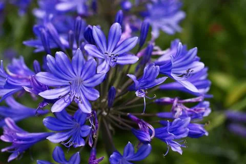 Blue lily close up Stock Photos