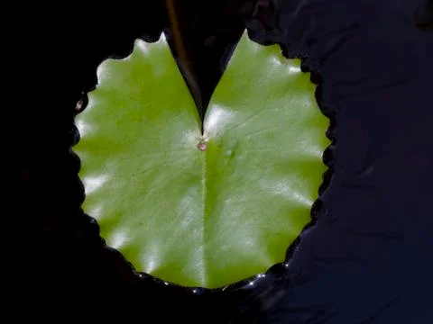 Blue lily leaf Foto stock