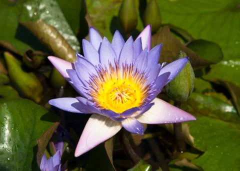 Blue lily Stock Photos