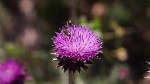 Blue lined bees share a flower then one flies off Stock Footage 245978844
