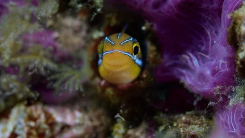 Blue lined sabre tooth blenny plagiotremus rhinorhynchos peering out from it' Stock Footage 98797355