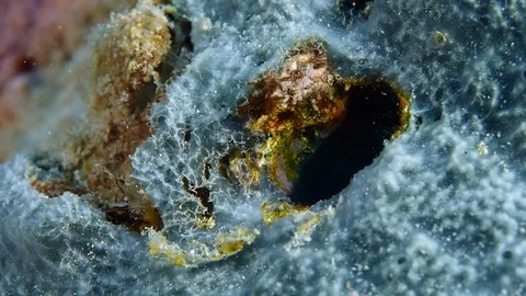 Blue lined sabre tooth blenny plagiotremus rhinorhynchos peering out from it' Stock Footage 98935630