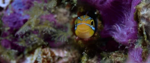 Blue lined sabre tooth blenny plagiotremus rhinorhynchos peering out from it' Stock Footage 99139220