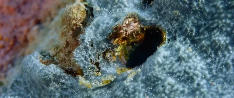 Blue lined sabre tooth blenny plagiotremus rhinorhynchos peering out from it' Stock Footage 99264395