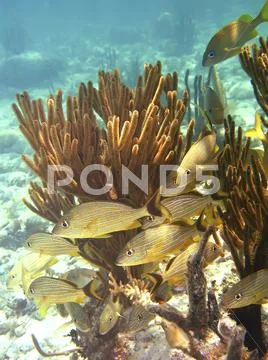 Blue lined Snapper off the Galapagos Islands Stock Photos