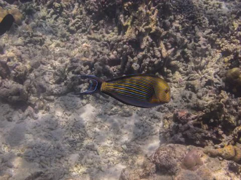 Blue lined surgeonfish Stock Photos