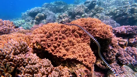 A blue-lipped sea krait (Laticauda laticaudata) hunting along the coral reef in Vídeo Stock 333823406