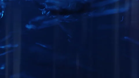 Blue liquid spins in a glass Stock Footage 263238507