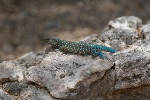Blue lizard Aruba Stock Photos
