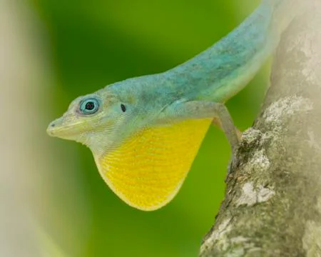 Blue lizard on a branch showing off its dewlap Stock Photos