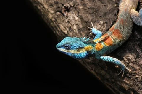 Blue lizard chameleon Stock Photos
