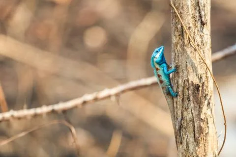 A blue lizard perching on the dried tree Stock Photos