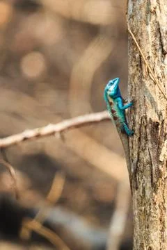 A blue lizard perching on the dried tree Stock Photos