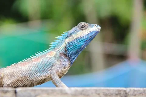 Blue lizard Stock Photos