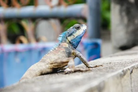 Blue lizard Stock Photos